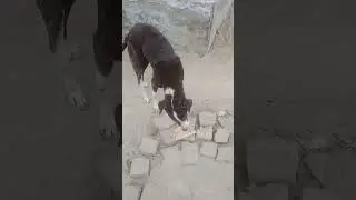 Dogesh bhai breakfast time #shorts #trending #dog #animals