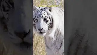 RARE WHITE TIGER: Genetics Revealed!!! #whitetiger #shorts