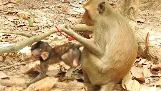 Baby Lucas try to escape from Chyno monkey,Baby Lucas crying so loudly