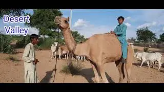 Kid Playing With Camel || Kid Feeling Better with Camel || 2 Villager Babies Enjoying With Camel