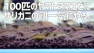 100匹のヤマトヌマエビに一気にザリガニの餌やったら大変なことになった。#295【アクアリウム】