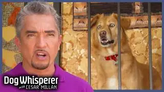 Лай лабрадора перерастает в агрессию | Собачий переводчик с Сезаром Милланом