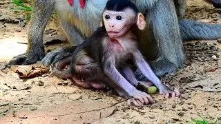 So Cute New Born Baby Monkey Janna! Why Baby Doing So Cute and Adorable Like this!