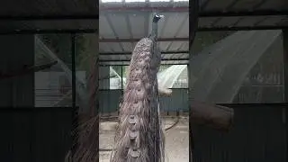 Beautiful bronze black shoulder peacock showing his beautiful tail طاووس برونز اسود