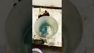 Polar Blue Babies #fishshorts #viral #abfarm #aquariumhobby # #shortvideo #polarblue #polarbluefish