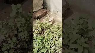 #longstemmint #butterylife #mint #shorts #sub #ytshorts #like #gardning #rooftop