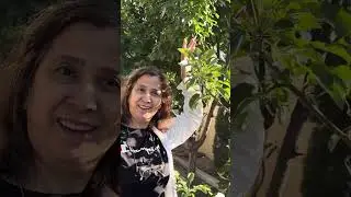 Apples sa backyard