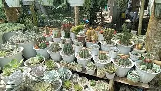 New Arrangement ||&bull;Bumagsak SI donkeys tail😢