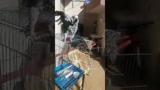 When Your Parrot enjoy shower