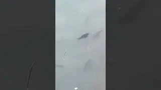 There are fishes near my house, and they are domesticated/farmed.