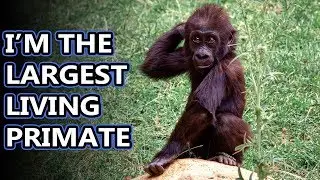 Gorilla facts: the biggest primates | Animal Fact Files