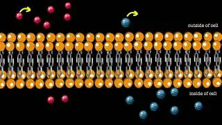 Cell uptake of nutrients, proteins and ions.