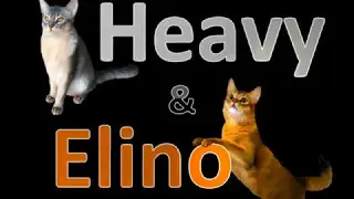 Cat Agility Heavy und Elino (Video f&uuml;r Mac's)