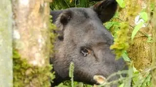 Danta de monta&ntilde;a / Tapirus pinchaque / mountain tapir / Andean tapir