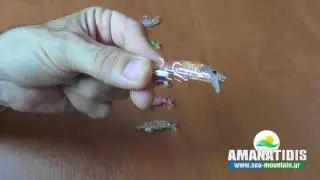 RAGE TACKLE CHOPPER