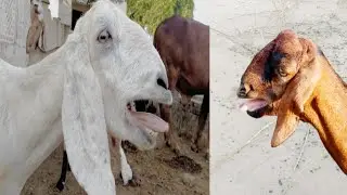 Bakri ki awaaz| Goat voice sound 🤯🤯