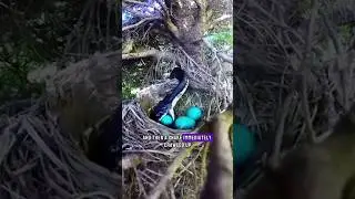 Penduline Tit builds Secret Door to save his eggs from snake