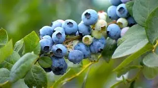 Georgia's 2016 Blueberry Harvest Is In Full Swing