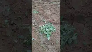 শশ গ্রাম রাত একটার সময় হাতে এসেছিল #village #farming #villagerlifestyle #dailylifevlog #subscribe