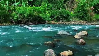 Blue River, Green Jungle &ndash; Pure Nature Ambience for Emotional Balance & Calm
