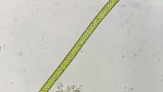 Sunday microscopy