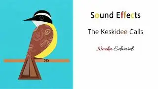 Sound Effect - The Keskidee Calls
