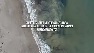 South Australia's coastline in crisis.
