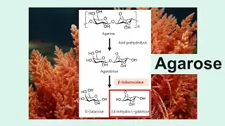 agarose
