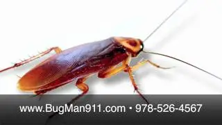 MA German Cockroach Extermination & Pest Control