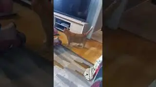 Simba the blind Lion king.