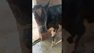 Dairy Farm Day 7 | Cow Ko Thanda Pani Se Nahlaya| Summer Care Routine for Cows