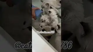 3 mistake aapki billi ko nuksaan ho sakta hai ❤️🫠 #cat #catvideos#catworld #catperson #mycat #shorts