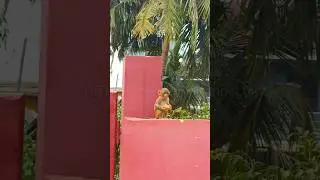feeding apple to hungry baby || monkey baby eating apple #shorts