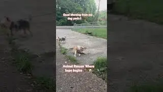 #viral #trending #shorts #shortvideo #explore #fypシ #animalrescue #rescuedog #dogshorts #animals
