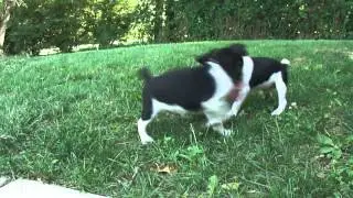 Ratitatt Brad and Clooney Playing Tug 7 Weeks.MP4