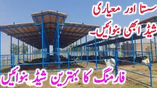 Low Cost Shed for Animals| Modern Dairy Farm Shed | Dairy Farming Shed | Bachra Farming Shed