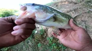 Bass Fishing 101 Deadly Plastic Worm Technique