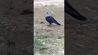 #short #shorts #viral #cognition #animalbehavior #behavior #ethology #thirstycrow #youtube #fyp