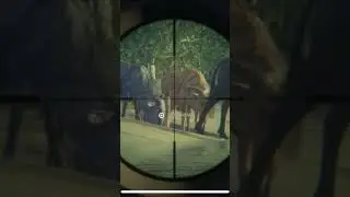 DIAMOND Blue Wildebeest He was HIDING COTW #hunting #gaming
