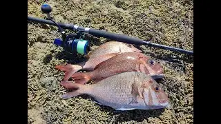 A fun morning rock fishing the local for a feed