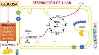 RESPIRACIÓN CELULAR