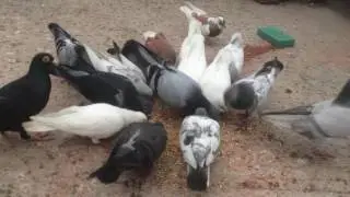 My Pigeons Part 4