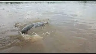 Big Fish Found In Hirakud Dam Reality Fake 1000KG 2020