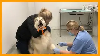 Dog At Vet Knows Something Is Very Wrong 😳💉