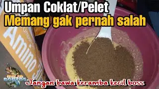 Umpan Coklat Gak Pernah Gagal | Raja Boncos