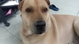 KASIAN KAKI ANJING PEPE SAKIT PINC4NG ,APA KENA KOLESTROL YA ❓
