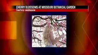 See cherry blossoms at the Missouri Botanical Gardens