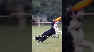 Sit vs. Sprint: When 'Stay' Means 'Race! 🏃&zwj;♂️🐕