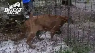 Daily Big Cat 9-12-14