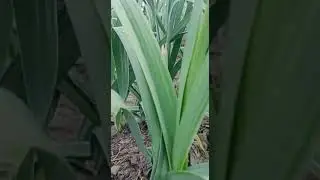 G1 new verity #Garlic farming in Punjab # shorts